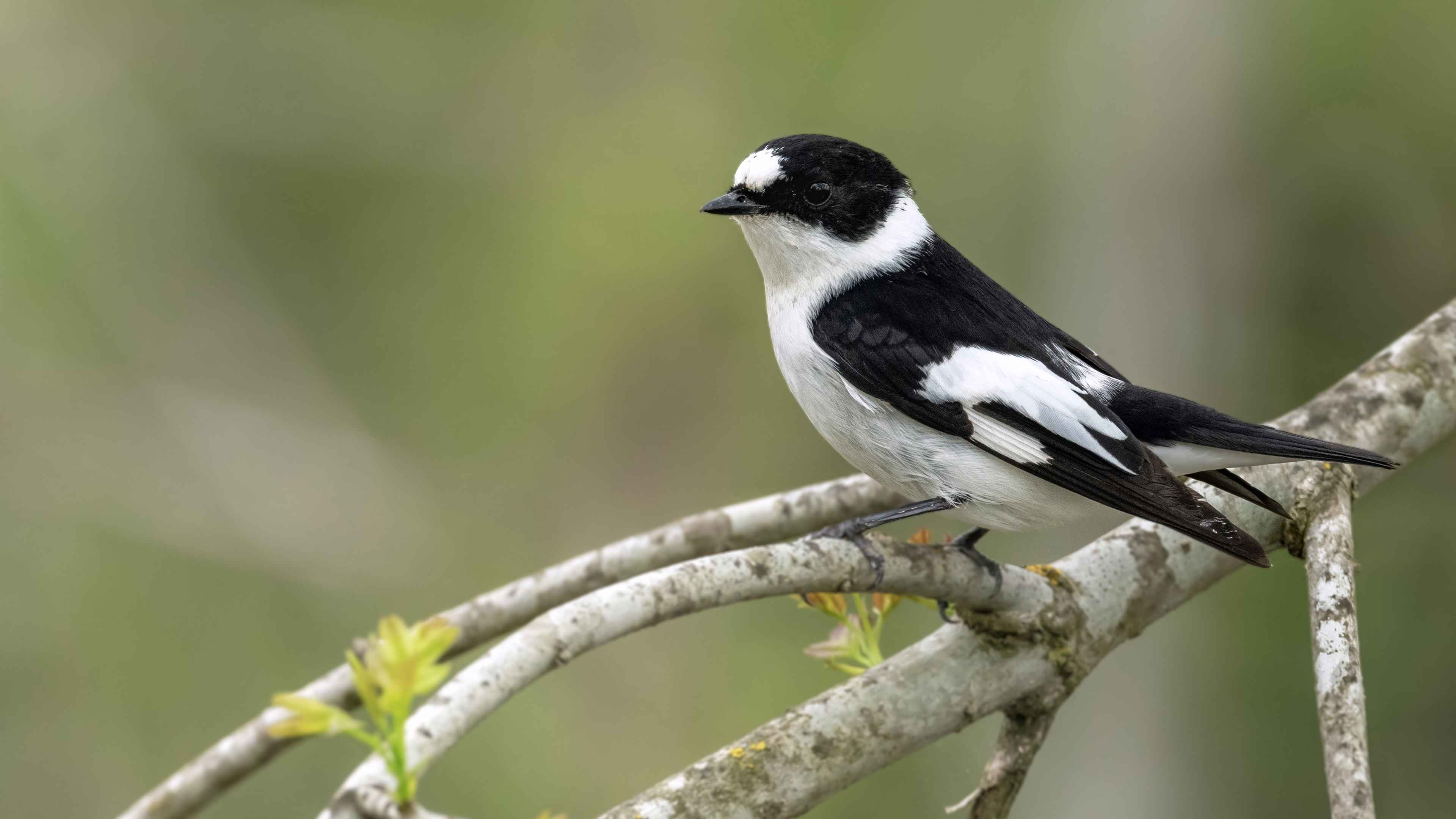 Collared Flycatcher